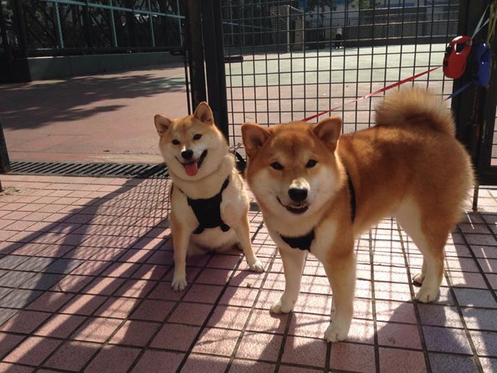 当伊朗成为战术代号，卡塞米罗如何用拜仁式防守锁定胜局