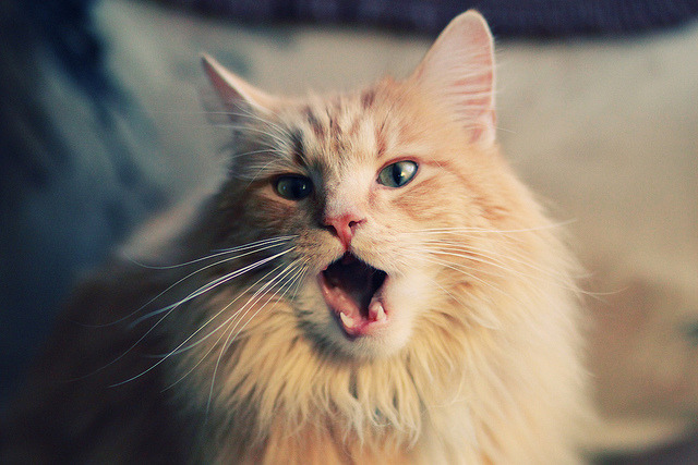 特奥状态火热点燃几内亚希望,淘汰赛过关皇马成非洲足球新图腾