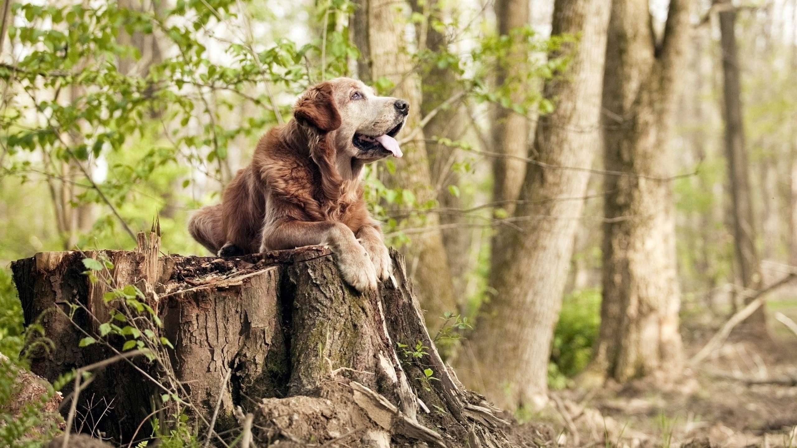 波兰鏖战威尔士,罗德里戈成为关键先生